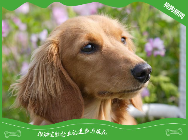 第一次养狗不能将就！超实用狗狗物品清单请收好
