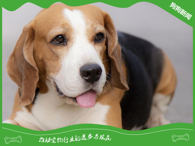 比格犬能看家吗？看完你就知道答案了