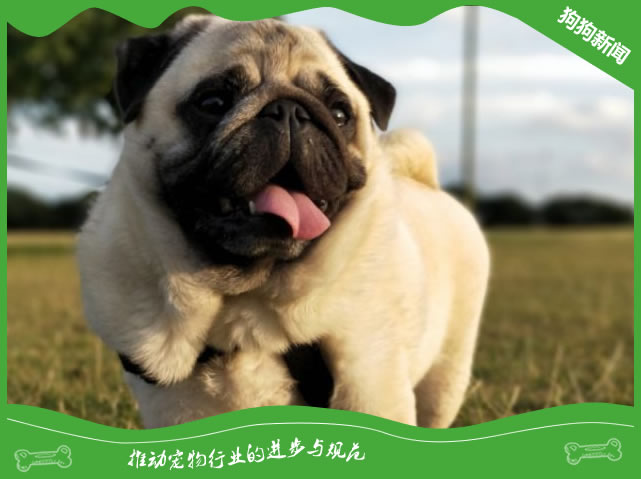 巴哥犬乖不乖，看完就知道？