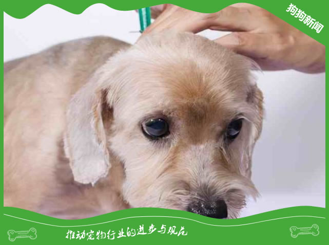 宠主给狗狗驱虫必须留意的三个方面