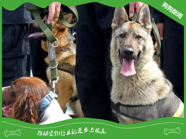 警犬的品种有哪些？