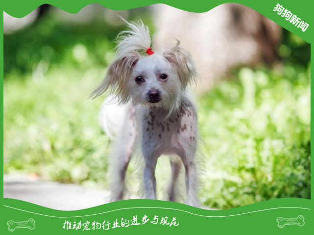 中国的世界名犬——冠毛犬