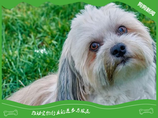 哈瓦那犬的优点太惹人爱了