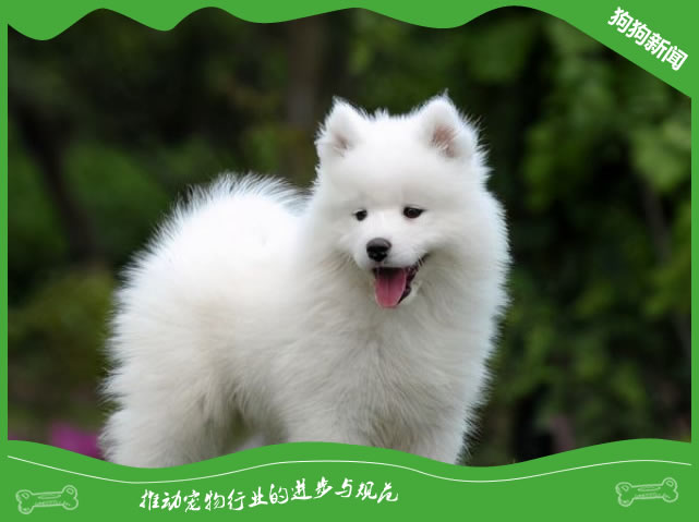 微笑天使萨摩耶