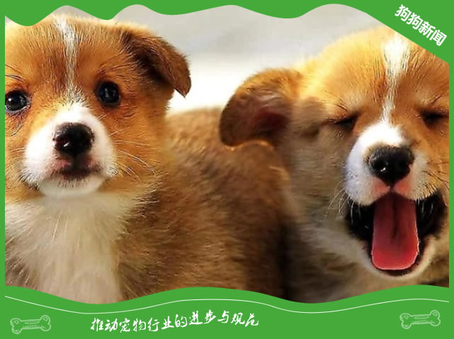 给狗狗喂药的四个好方法
