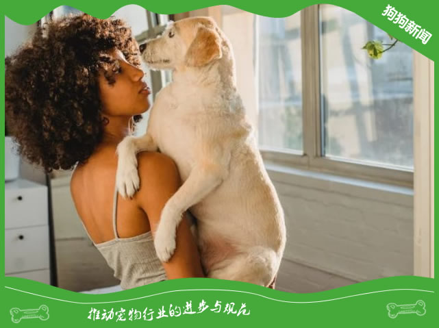 拉布拉多犬的日常护理推荐