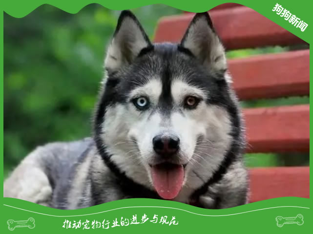 哈士奇为啥叫二哈？