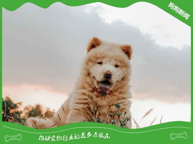 如何让你的松狮犬成为忠诚的伙伴