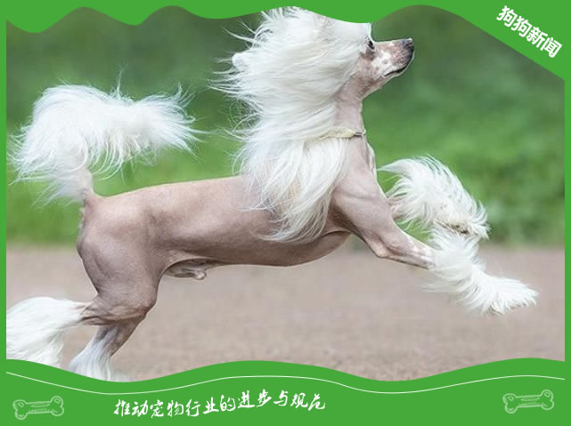寒冷天气下的中国无毛犬保健建议