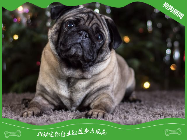 巴哥犬的品种特点和历史