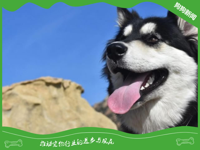 阿拉斯加犬的日常护理指南