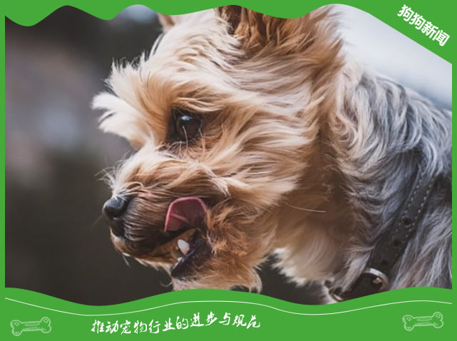 了解约克夏犬的性格与特点