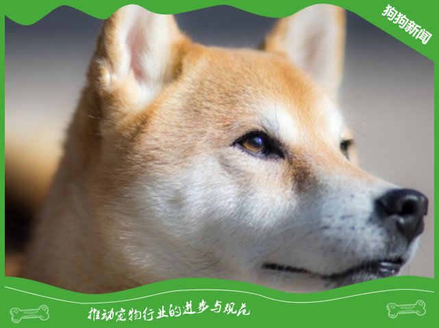 了解柴犬的性格与训练特点