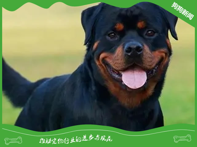 罗威纳犬的毛发、健康和常见问题