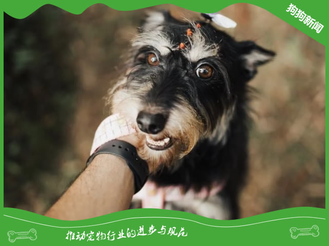 雪纳瑞犬的美容、洗澡和常见健康问题