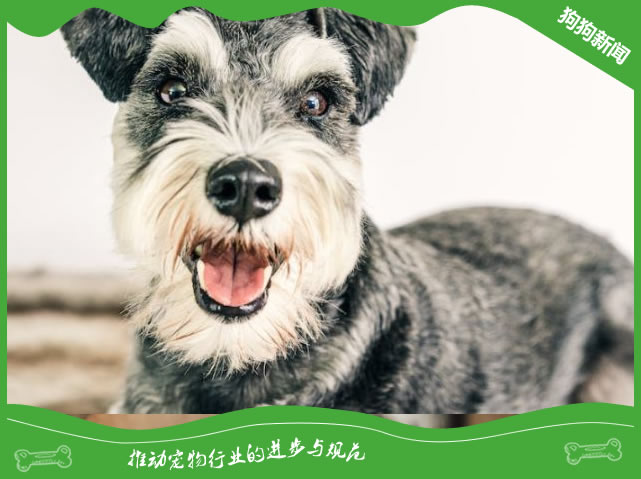培养一只聪明、活泼的雪纳瑞犬