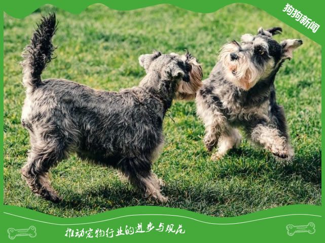 雪纳瑞犬的常见疾病、预防和保健