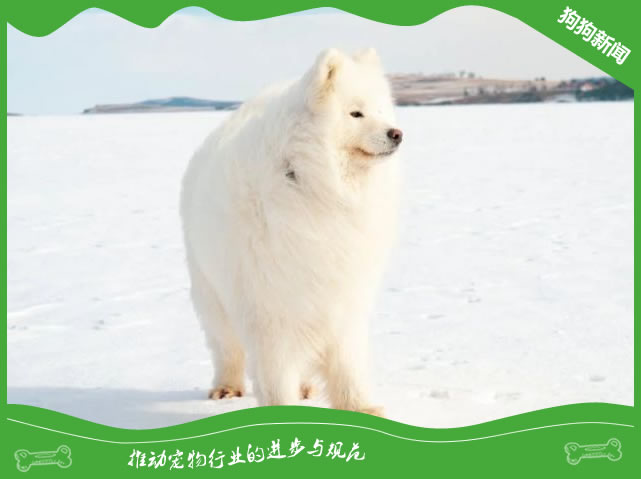 萨摩耶的日常健康护理