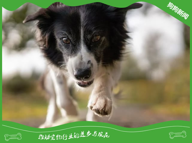 如何保持你的宠物健康和快乐？