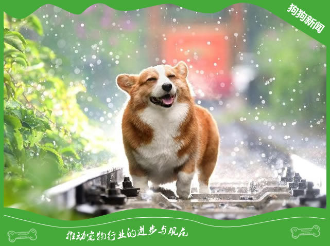 狗狗的无厘头世界