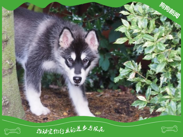 如何给阿拉斯加犬剪指甲