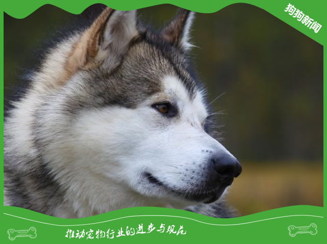 给阿拉斯加犬洗澡的注意事项你都踩到了吗？