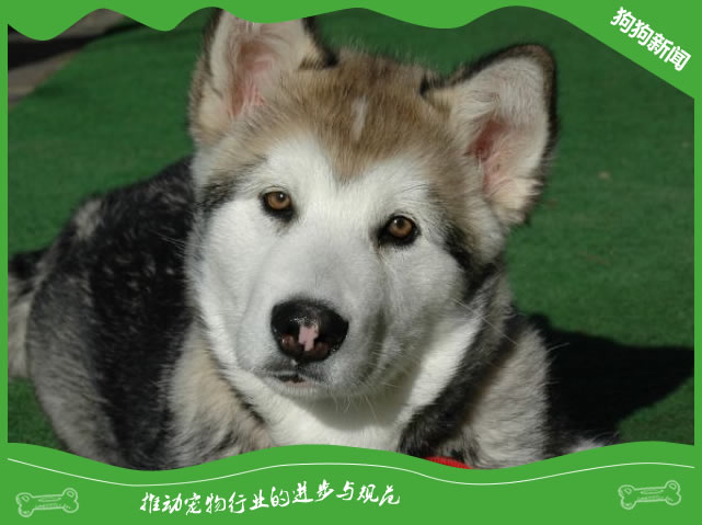 阿拉斯加犬的训练秘诀，想知道吗？