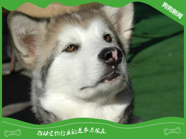 阿拉斯加犬的耳部护理，预防感染从你做起！