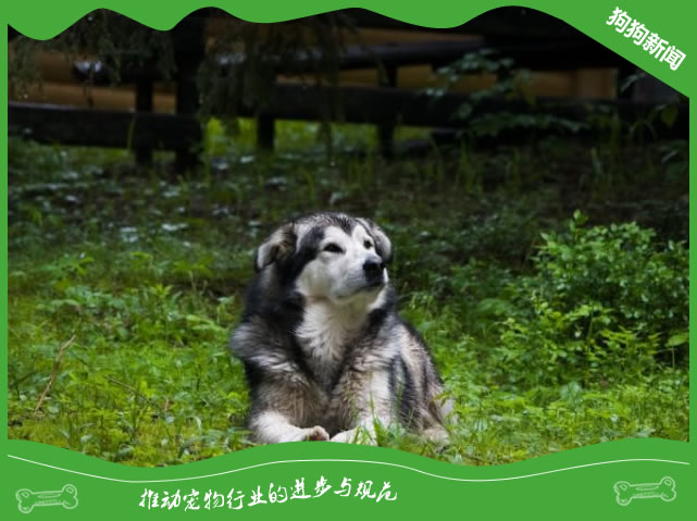 阿拉斯加犬的睡眠:提供舒适的休息环境 阿拉斯加犬的睡眠:提供舒适的休息环境