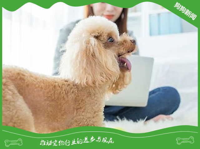 怎么让小狗狗习惯独自在家?