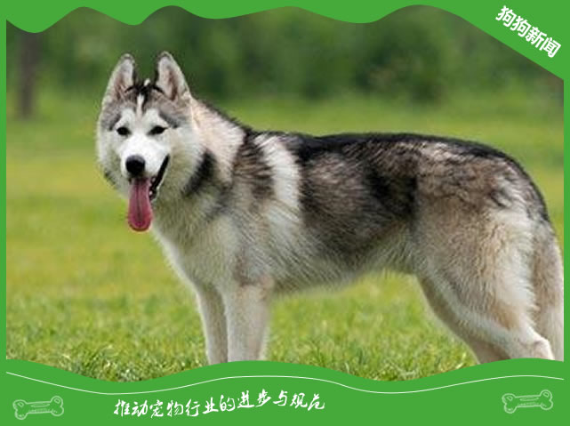 造成哈士奇犬眼屎多的原因
