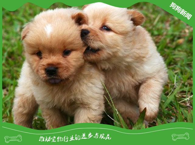 狗狗为什么会出现领地性攻击行为？
