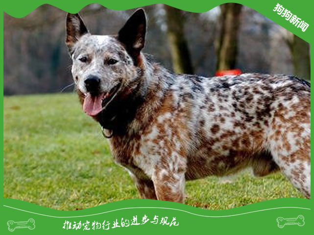 澳大利亚牧牛犬的样貌特征和生活习性
