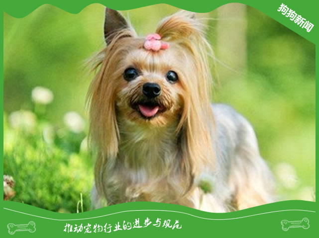 约克夏犬的相貌特征和生活习性什么呢？