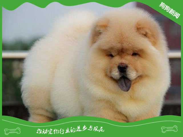 松狮犬性格与特点有哪些?