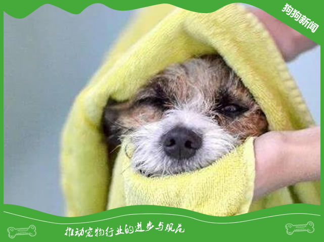 7个细节，让你的狗狗健健康康过冬