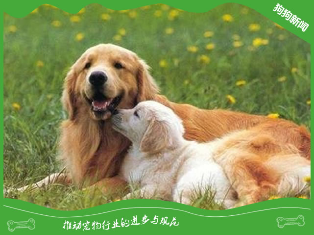 狗狗呕吐的8个常见原因