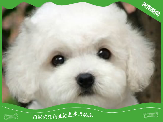 比熊生产一窝要几个小时？