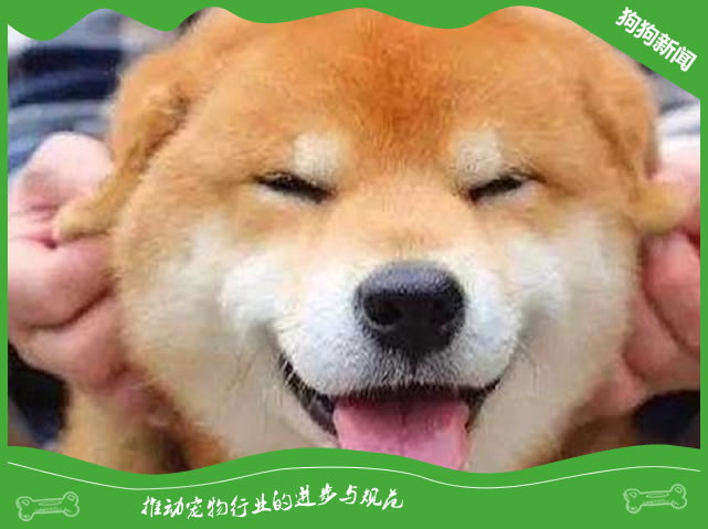 柴犬怎么养才会圆脸