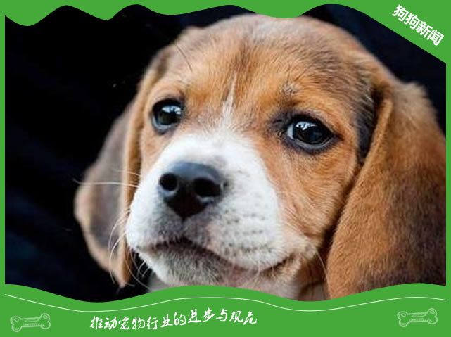 米格鲁猎兔犬性格怎样?