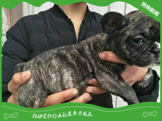 虎斑法斗犬怎么看纯不纯？