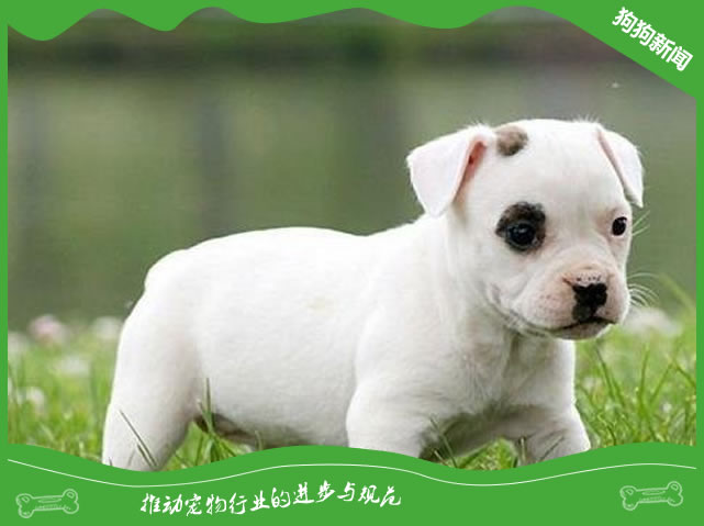 小狗吐了怎么办 可以吃什么药?