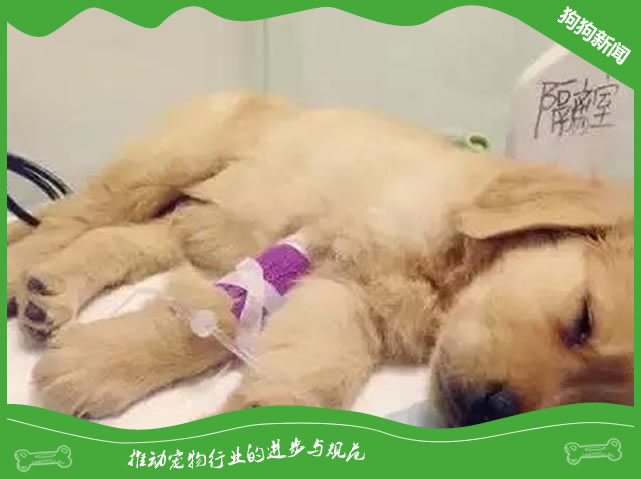 为什么我家狗子放屁特特特别臭？