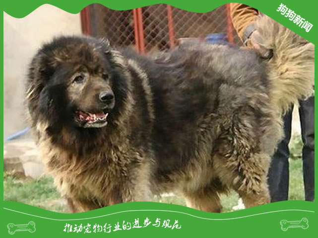 高加索训练站立的方法