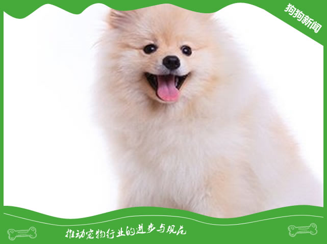 纯种博美的五个特征你知道吗？