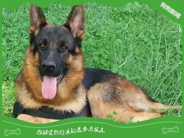 纯种德国牧羊犬特征是什么？