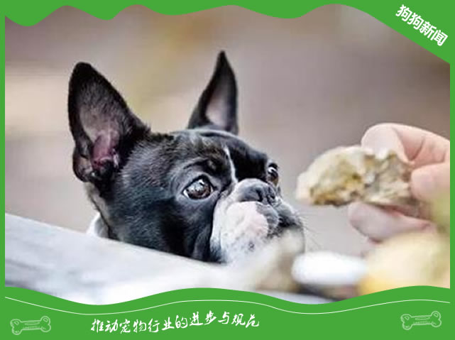 狗狗能不能吃海鲜？