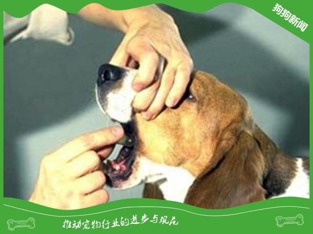 教你如何给狗狗喂药