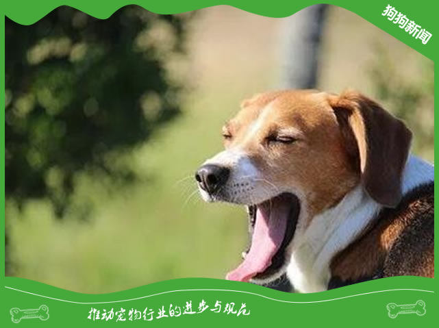狗狗打嗝怎么办？