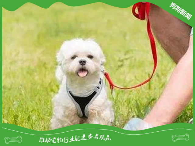 没想到吧？冬天遛狗也会染上跳蚤